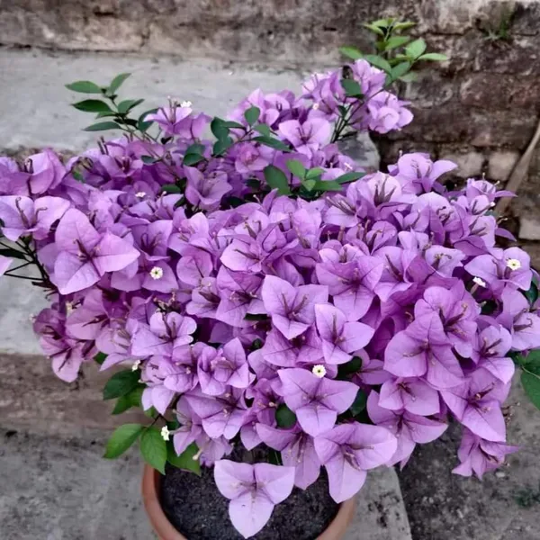 Bougainvillea_Plant_,_Purple_Flowers,_for_Indoor_and_Outdoor_Use_(Pack_Of_1)