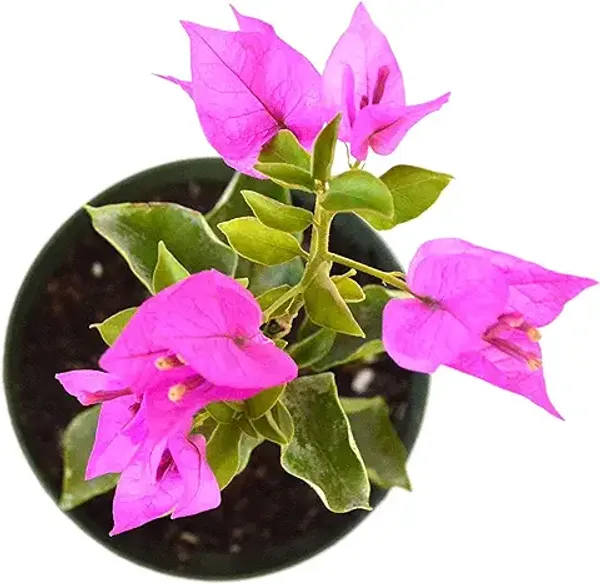 Bougainvillea_Plant_,_Purple_Flowers,_for_Indoor_and_Outdoor_Use_(Pack_Of_1)