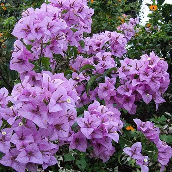 Bougainvillea_Plant_,_Purple_Flowers,_for_Indoor_and_Outdoor_Use_(Pack_Of_1)