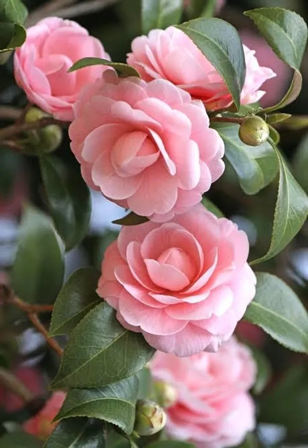 Camellia_Multicolour_Perfection_flower_Plant_Rare_Hybrid_(Plant_Height_1.5-2_Feet)_Flower_Plant_for_Home_garden_Indoor_Outdoor__plant
