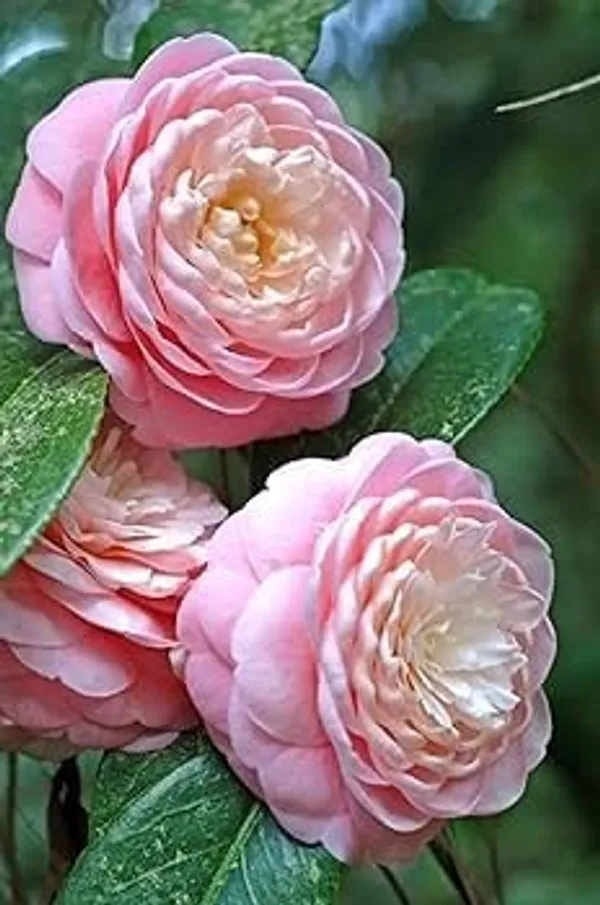 Camellia_Multicolour_Perfection_flower_Plant_Rare_Hybrid_(Plant_Height_1.5-2_Feet)_Flower_Plant_for_Home_garden_Indoor_Outdoor__plant