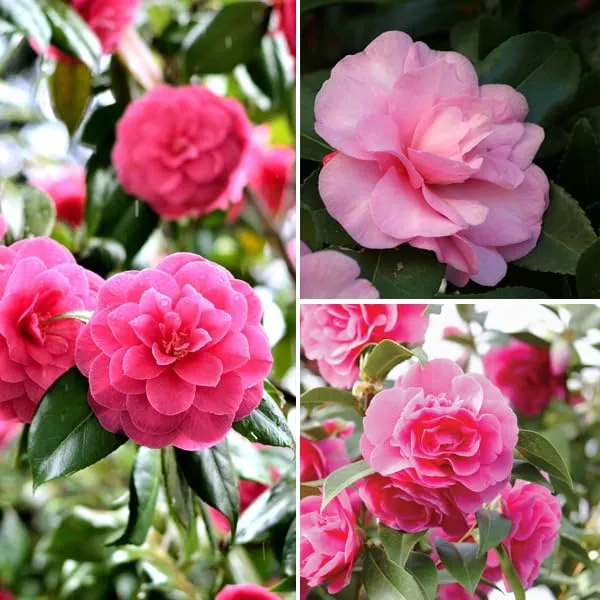 Camellia_Multicolour_Perfection_flower_Plant_Rare_Hybrid_(Plant_Height_1.5-2_Feet)_Flower_Plant_for_Home_garden_Indoor_Outdoor__plant