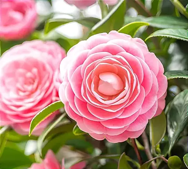 Camellia_Multicolour_Perfection_flower_Plant_Rare_Hybrid_(Plant_Height_1.5-2_Feet)_Flower_Plant_for_Home_garden_Indoor_Outdoor__plant