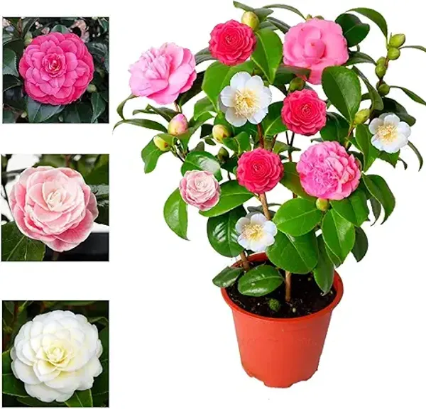 Camellia_Multicolour_Perfection_flower_Plant_Rare_Hybrid_(Plant_Height_1.5-2_Feet)_Flower_Plant_for_Home_garden_Indoor_Outdoor__plant