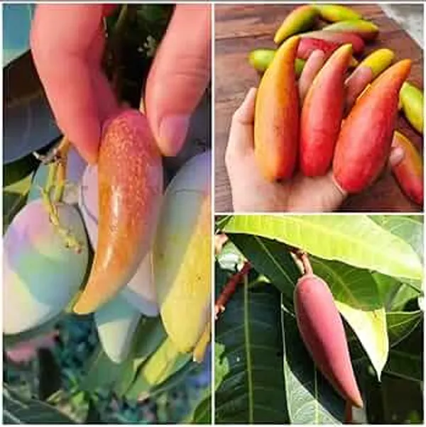 Chili_Mango_Plant_(Grafted)_–_High_Yield_Hybrid_Mango_Tree_for_Home_Garden_|_Sweet_&_Slight_Spicy_Flavor_|_Fast_Growing_Fruit_Plant
