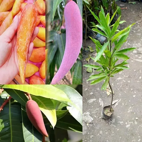 Chili_Mango_Plant_(Grafted)_–_High_Yield_Hybrid_Mango_Tree_for_Home_Garden_|_Sweet_&_Slight_Spicy_Flavor_|_Fast_Growing_Fruit_Plant
