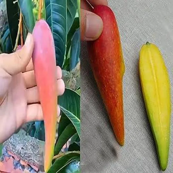 Chili_Mango_Plant_(Grafted)_–_High_Yield_Hybrid_Mango_Tree_for_Home_Garden_|_Sweet_&_Slight_Spicy_Flavor_|_Fast_Growing_Fruit_Plant