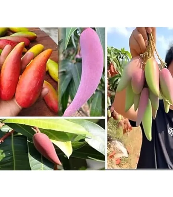 Chili_Mango_Plant_(Grafted)_–_High_Yield_Hybrid_Mango_Tree_for_Home_Garden_|_Sweet_&_Slight_Spicy_Flavor_|_Fast_Growing_Fruit_Plant