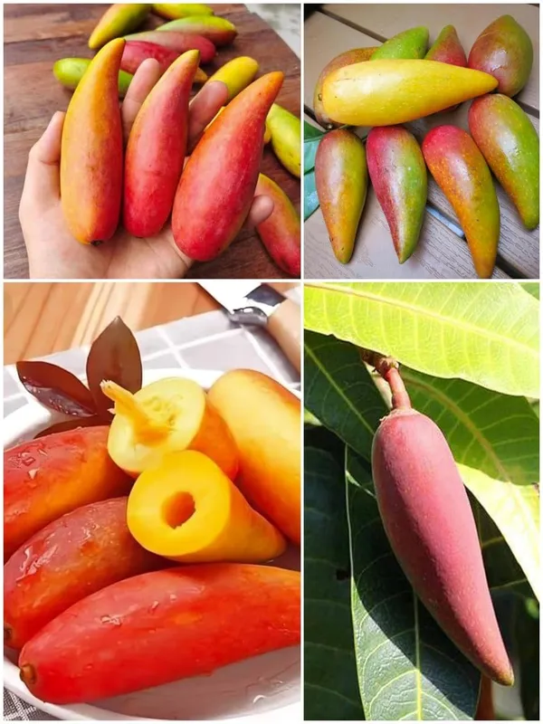 Chili_Mango_Plant_(Grafted)_–_High_Yield_Hybrid_Mango_Tree_for_Home_Garden_|_Sweet_&_Slight_Spicy_Flavor_|_Fast_Growing_Fruit_Plant