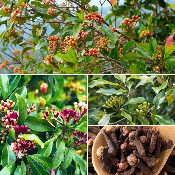 Clove_Plant_(Labango)_β_Aromatic_Spice_Tree,_Evergreen_Tropical_Herbal_Plant_for_Home_Garden_plant_of_1
