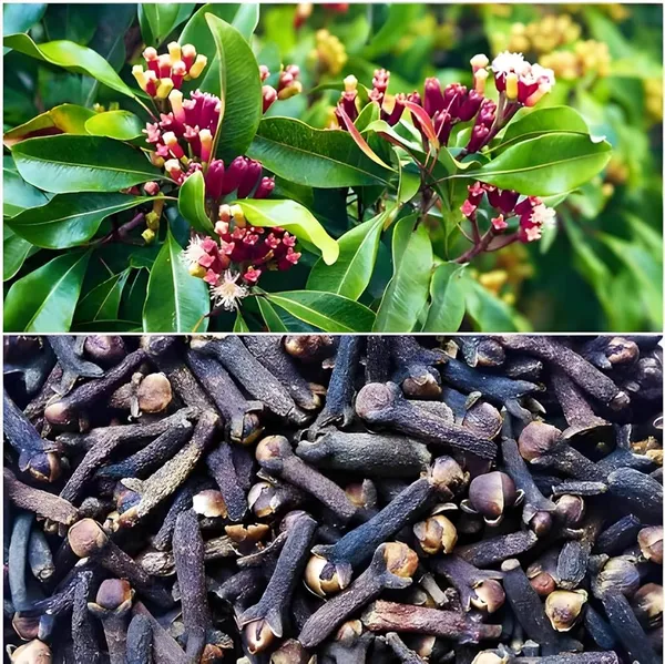 Clove_Plant_(Labango)_β_Aromatic_Spice_Tree,_Evergreen_Tropical_Herbal_Plant_for_Home_Garden_plant_of_1
