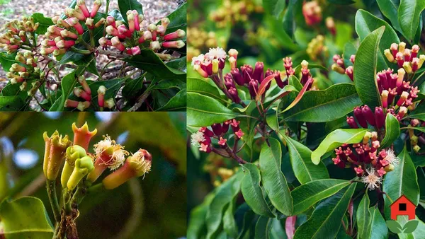 Clove_Plant_(Labango)_β_Aromatic_Spice_Tree,_Evergreen_Tropical_Herbal_Plant_for_Home_Garden_plant_of_1