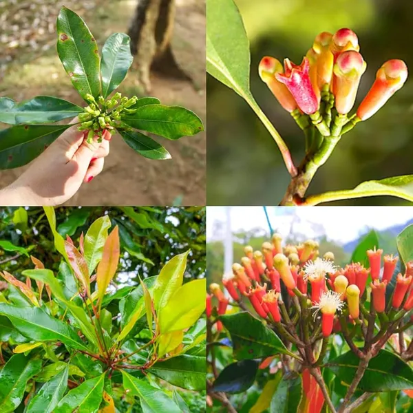 Clove_Plant_(Labango)_β_Aromatic_Spice_Tree,_Evergreen_Tropical_Herbal_Plant_for_Home_Garden_plant_of_1