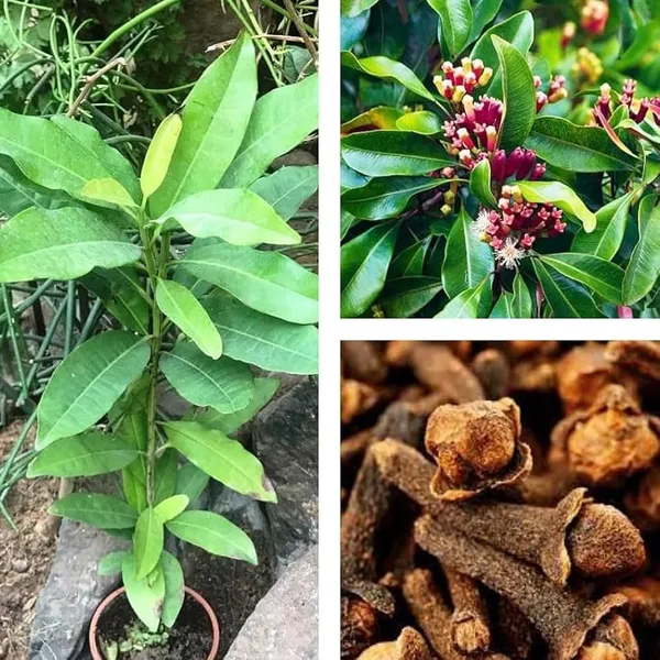 Clove_Plant_(Labango)_β_Aromatic_Spice_Tree,_Evergreen_Tropical_Herbal_Plant_for_Home_Garden_plant_of_1