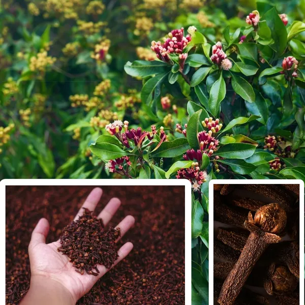 Clove_Plant_(Labango)_β_Aromatic_Spice_Tree,_Evergreen_Tropical_Herbal_Plant_for_Home_Garden_plant_of_1