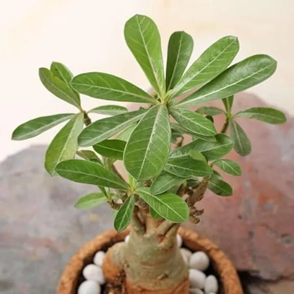 Organic_Combo_4_Pack_Desert_Rose_Adenium_Obesum_Seeds_Mixed_Colours_-_Purple_Pink_Red_And_Blue_Flowering_Plant