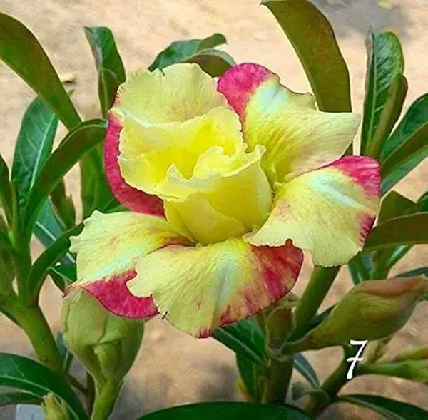 Organic_Combo_4_Pack_Desert_Rose_Adenium_Obesum_Seeds_Mixed_Colours_-_Purple_Pink_Red_And_Blue_Flowering_Plant