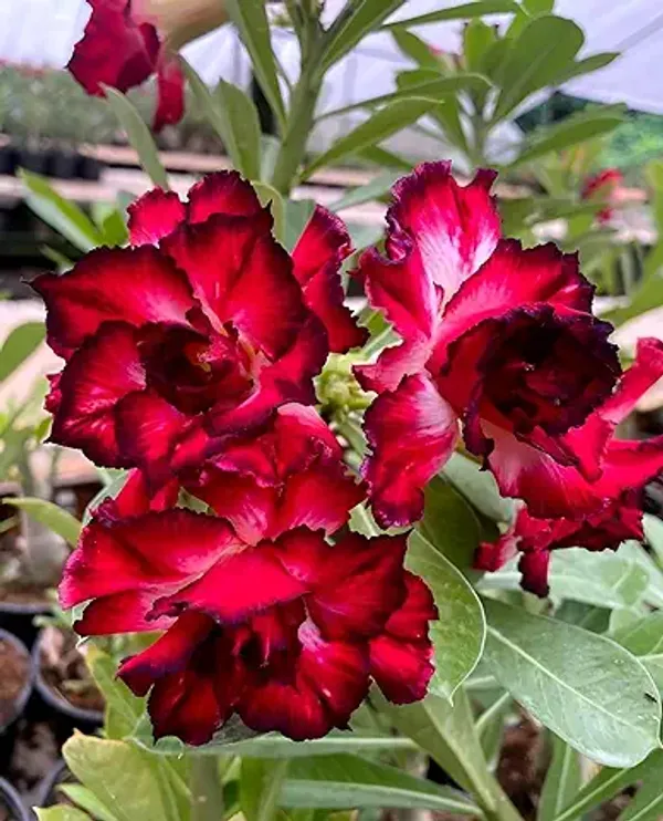 Organic_Combo_4_Pack_Desert_Rose_Adenium_Obesum_Seeds_Mixed_Colours_-_Purple_Pink_Red_And_Blue_Flowering_Plant
