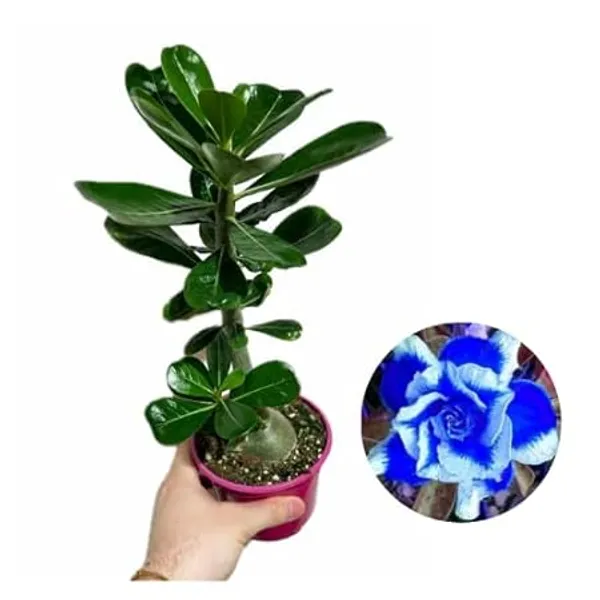 Organic_Combo_4_Pack_Desert_Rose_Adenium_Obesum_Seeds_Mixed_Colours_-_Purple_Pink_Red_And_Blue_Flowering_Plant