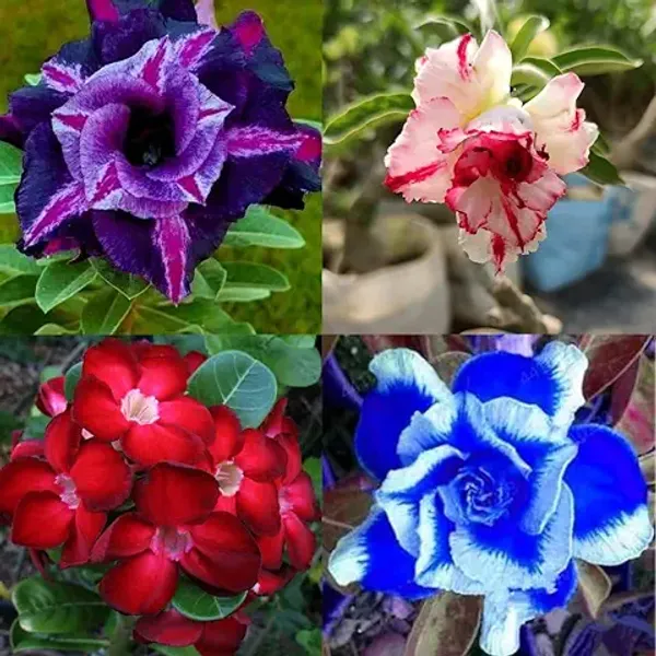 Organic_Combo_4_Pack_Desert_Rose_Adenium_Obesum_Seeds_Mixed_Colours_-_Purple_Pink_Red_And_Blue_Flowering_Plant