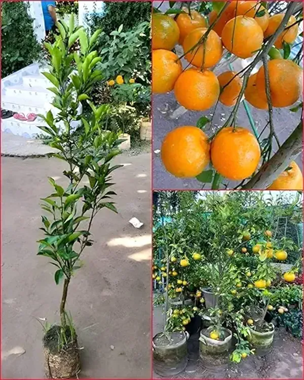 Darjeeling_Orange_Plant,_Grafted_Hybrid_Orange_Tree,_All_Season_Home_Garden_Plant,_Pack_of_1