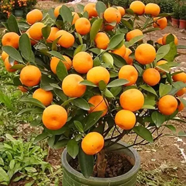 Darjeeling_Orange_Plant,_Grafted_Hybrid_Orange_Tree,_All_Season_Home_Garden_Plant,_Pack_of_1