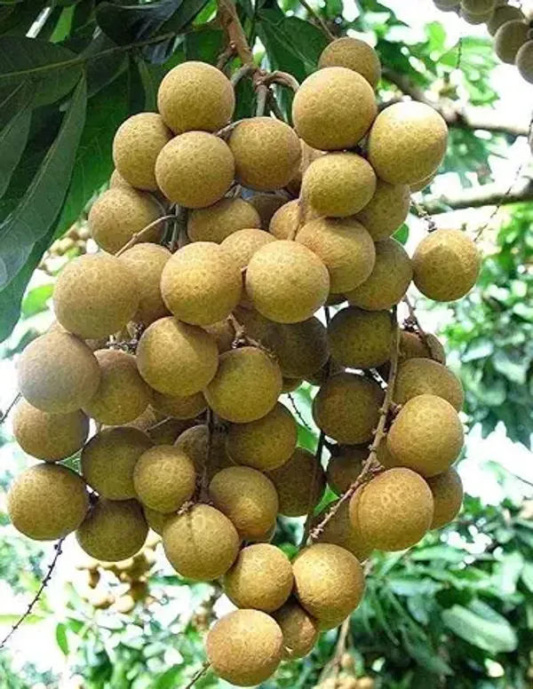Dwarf_Variety_Thai_Four_(4)_Season_Longan_Plant_(Grafted/Air_Layered)_Healthy,Dimocarpus_Longan_Fruit_Tree_(1-1.5_Feet_Size)