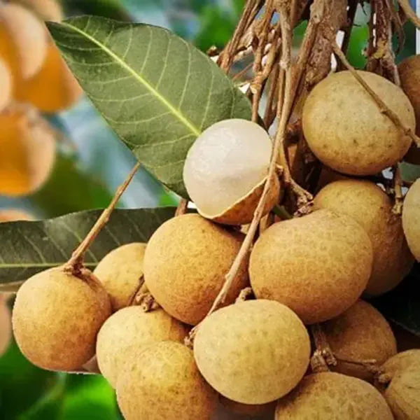 Dwarf_Variety_Thai_Four_(4)_Season_Longan_Plant_(Grafted/Air_Layered)_Healthy,Dimocarpus_Longan_Fruit_Tree_(1-1.5_Feet_Size)