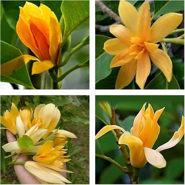 Golden_Swarna_Champa_Plant_β_Fragrant_Yellow_Magnolia_(Michelia_Champaca),_Evergreen_Flowering_Tree_for_Home_Garden_pack_of_1