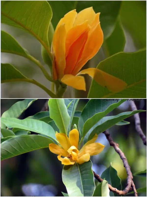 Golden_Swarna_Champa_Plant_β_Fragrant_Yellow_Magnolia_(Michelia_Champaca),_Evergreen_Flowering_Tree_for_Home_Garden_pack_of_1