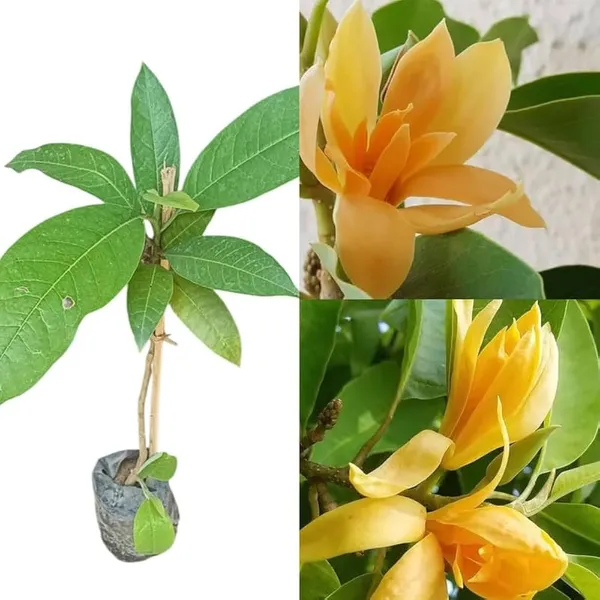 Golden_Swarna_Champa_Plant_β_Fragrant_Yellow_Magnolia_(Michelia_Champaca),_Evergreen_Flowering_Tree_for_Home_Garden_pack_of_1