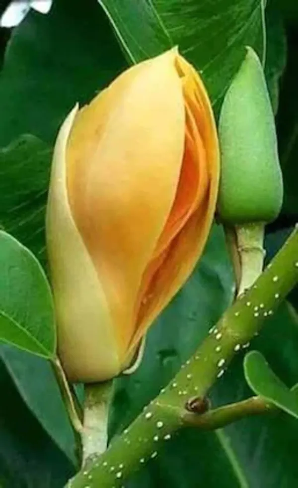 Golden_Swarna_Champa_Plant_β_Fragrant_Yellow_Magnolia_(Michelia_Champaca),_Evergreen_Flowering_Tree_for_Home_Garden_pack_of_1