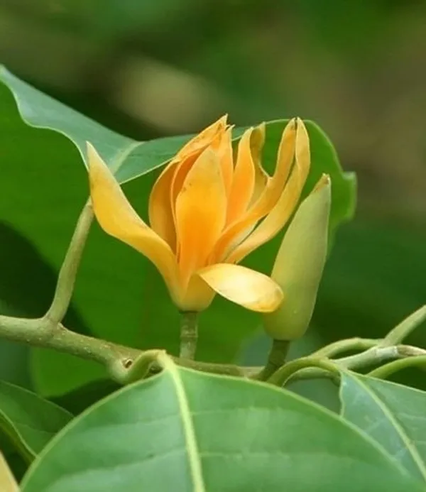 Golden_Swarna_Champa_Plant_β_Fragrant_Yellow_Magnolia_(Michelia_Champaca),_Evergreen_Flowering_Tree_for_Home_Garden_pack_of_1