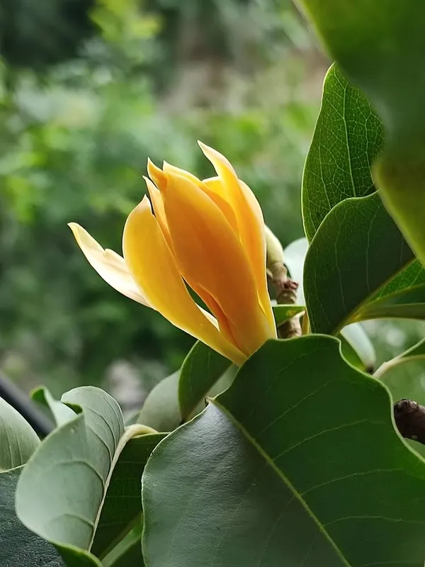 Golden_Swarna_Champa_Plant_β_Fragrant_Yellow_Magnolia_(Michelia_Champaca),_Evergreen_Flowering_Tree_for_Home_Garden_pack_of_1