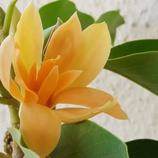 Golden_Swarna_Champa_Plant_β_Fragrant_Yellow_Magnolia_(Michelia_Champaca),_Evergreen_Flowering_Tree_for_Home_Garden_pack_of_1