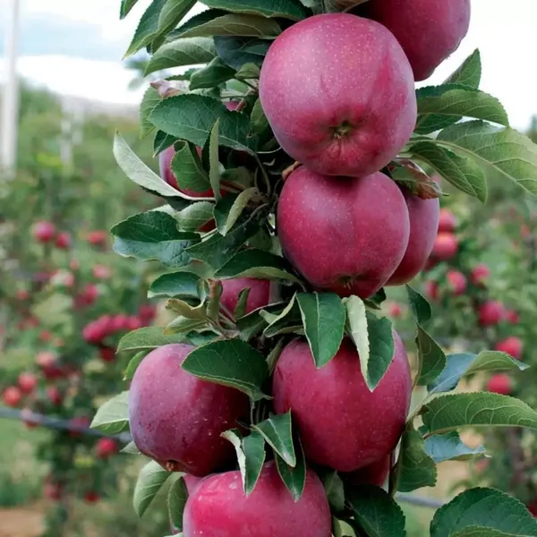 Grafted_Anna_Apple_Plant_–_Premium_Early_Fruit_Apple_Tree_(Malus_domestica_‘Anna’),_Fast_Growing_Sweet_Apple_Variety_for_Home_Garden