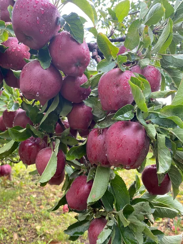 Grafted_Anna_Apple_Plant_–_Premium_Early_Fruit_Apple_Tree_(Malus_domestica_‘Anna’),_Fast_Growing_Sweet_Apple_Variety_for_Home_Garden