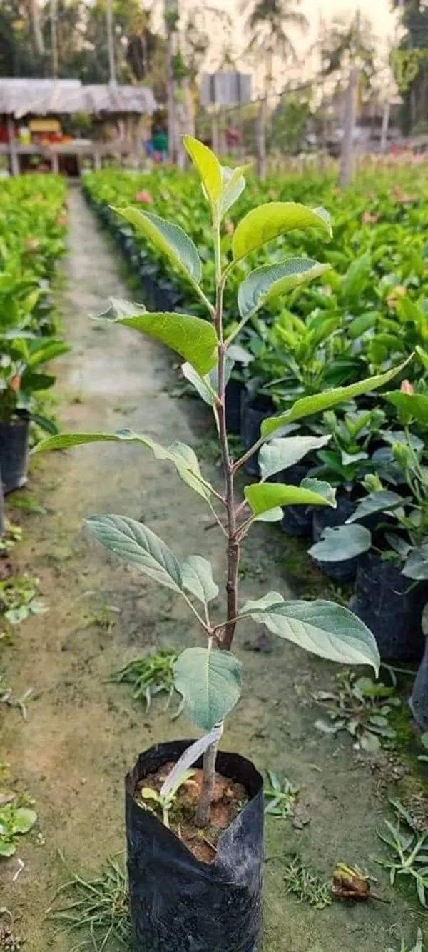 Grafted_Anna_Apple_Plant_–_Premium_Early_Fruit_Apple_Tree_(Malus_domestica_‘Anna’),_Fast_Growing_Sweet_Apple_Variety_for_Home_Garden