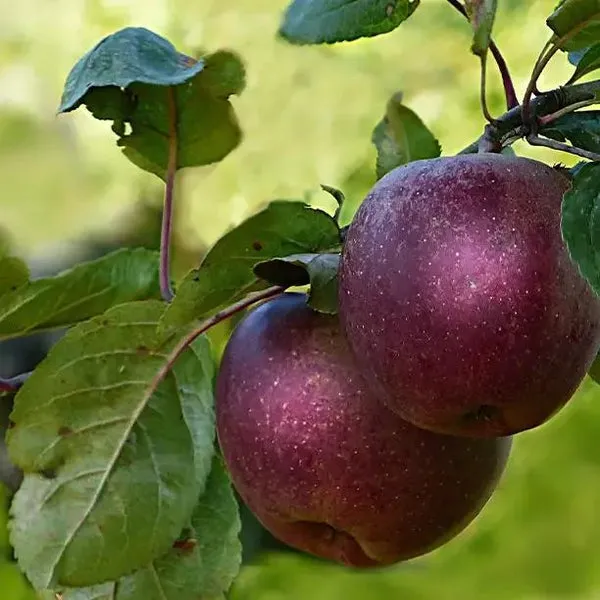 Grafted_Anna_Apple_Plant_–_Premium_Early_Fruit_Apple_Tree_(Malus_domestica_‘Anna’),_Fast_Growing_Sweet_Apple_Variety_for_Home_Garden