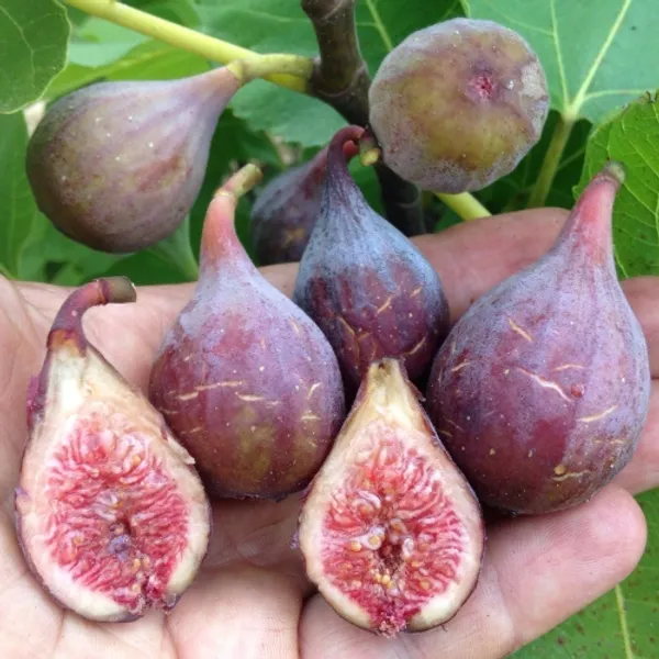 Organic_Grafted_Fig_Plant_All_Seasons_Anjeer_Anjir_Fruit_Plant_High_Yield_Easy_Grow_Home_Garden_Outdoor_Indoor_Fresh_Healthy_Sapling