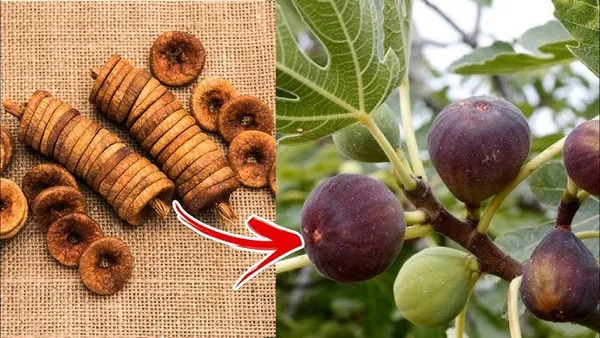 Organic_Grafted_Fig_Plant_All_Seasons_Anjeer_Anjir_Fruit_Plant_High_Yield_Easy_Grow_Home_Garden_Outdoor_Indoor_Fresh_Healthy_Sapling