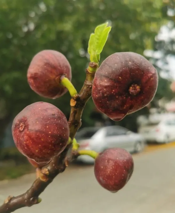 Organic_Grafted_Fig_Plant_All_Seasons_Anjeer_Anjir_Fruit_Plant_High_Yield_Easy_Grow_Home_Garden_Outdoor_Indoor_Fresh_Healthy_Sapling