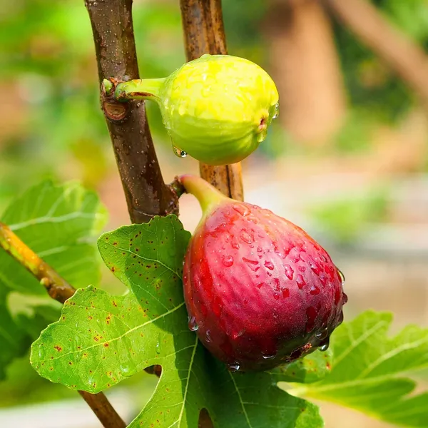Organic_Grafted_Fig_Plant_All_Seasons_Anjeer_Anjir_Fruit_Plant_High_Yield_Easy_Grow_Home_Garden_Outdoor_Indoor_Fresh_Healthy_Sapling