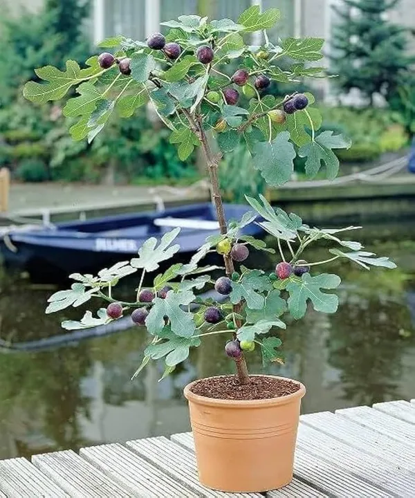 Organic_Grafted_Fig_Plant_All_Seasons_Anjeer_Anjir_Fruit_Plant_High_Yield_Easy_Grow_Home_Garden_Outdoor_Indoor_Fresh_Healthy_Sapling