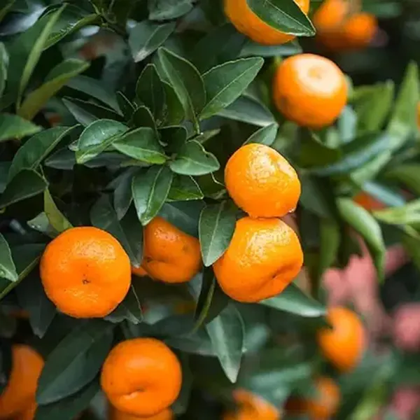 Nagpur_Santra_Orange__Plant_|_Sweet_Grafted_Citrus_Tree_for_Home_Garden|_Sweet_Citrus_Tree_1.5-2_Ft
