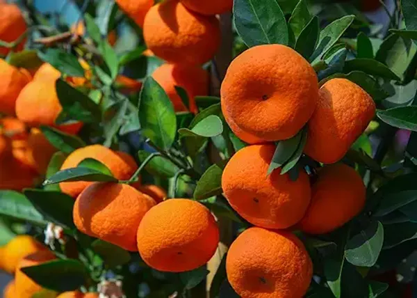 Nagpur_Santra_Orange__Plant_|_Sweet_Grafted_Citrus_Tree_for_Home_Garden|_Sweet_Citrus_Tree_1.5-2_Ft