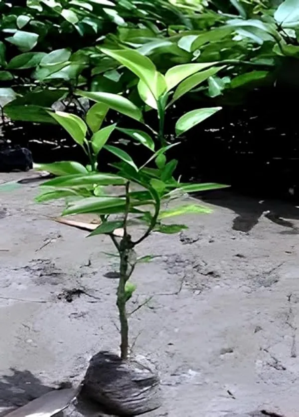 Nagpur_Santra_Orange__Plant_|_Sweet_Grafted_Citrus_Tree_for_Home_Garden|_Sweet_Citrus_Tree_1.5-2_Ft