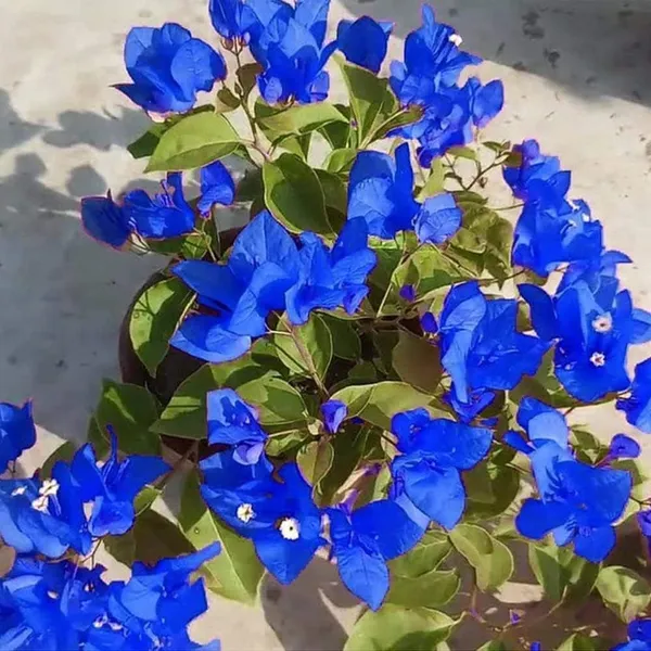 Organic_Healthy_Vibe_Blue_Bougainvillea_Flower_Plant_For_Home_&_Garden_Beautiful_Climbing_Outdoor_Plant_With_Vibrant_Blue_Blooms_Easy_To_Grow_Low_Maintenance_&_Drought_Tolerant_Pack_Of_1_Hight_1_5_3_Feet