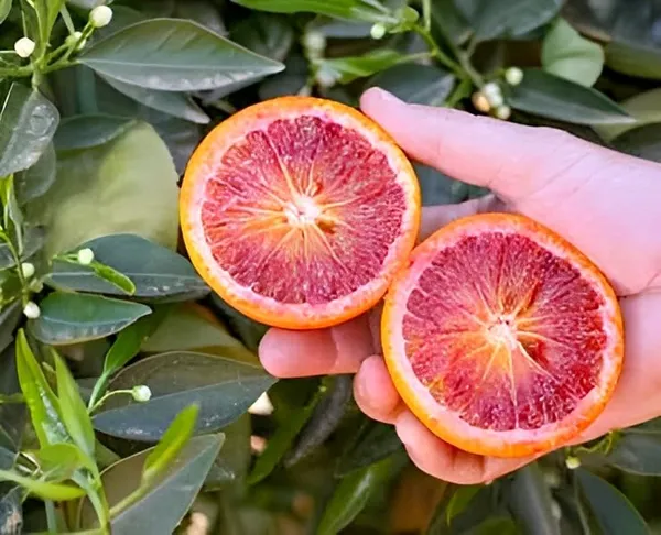 Hidden_Enterprise_Special_Dwarf_1Healthy_Bonsai_Red_Malta_Orange_Lemon_sweet_&Testy_Fruit_Tree_plantll_For_wonderful_Home_Garden_Fruit_Outdoor_&_Indoor_plant.Pack_01.