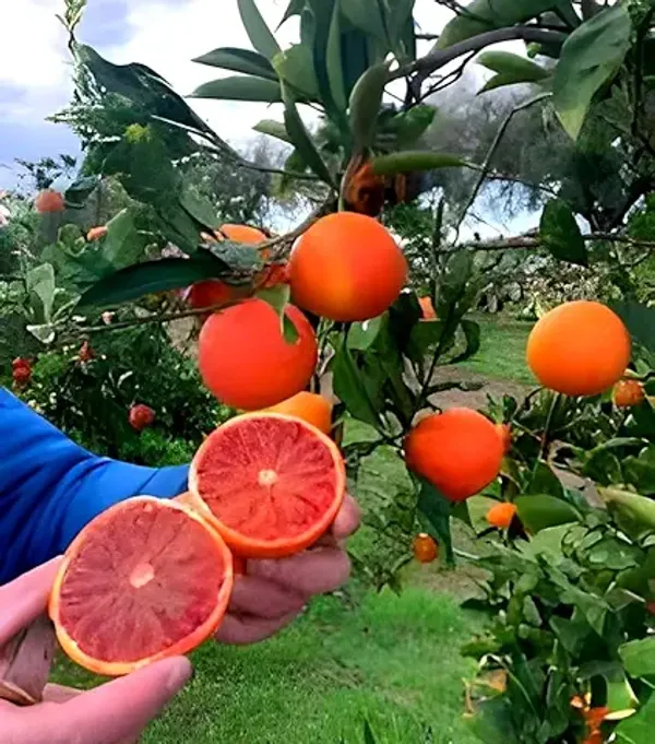 Hidden_Enterprise_Special_Dwarf_1Healthy_Bonsai_Red_Malta_Orange_Lemon_sweet_&Testy_Fruit_Tree_plantll_For_wonderful_Home_Garden_Fruit_Outdoor_&_Indoor_plant.Pack_01.